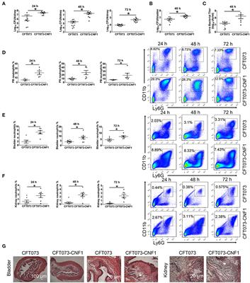 Cytotoxic Necrotizing Factor 1 Downregulates CD36 Transcription in Macrophages to Induce Inflammation During Acute Urinary Tract Infections